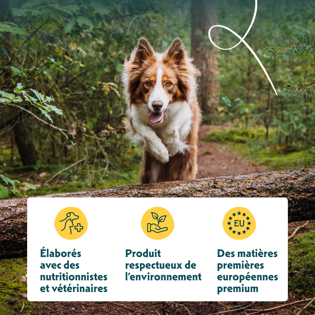 Yarrah mini snacks bio pour chien