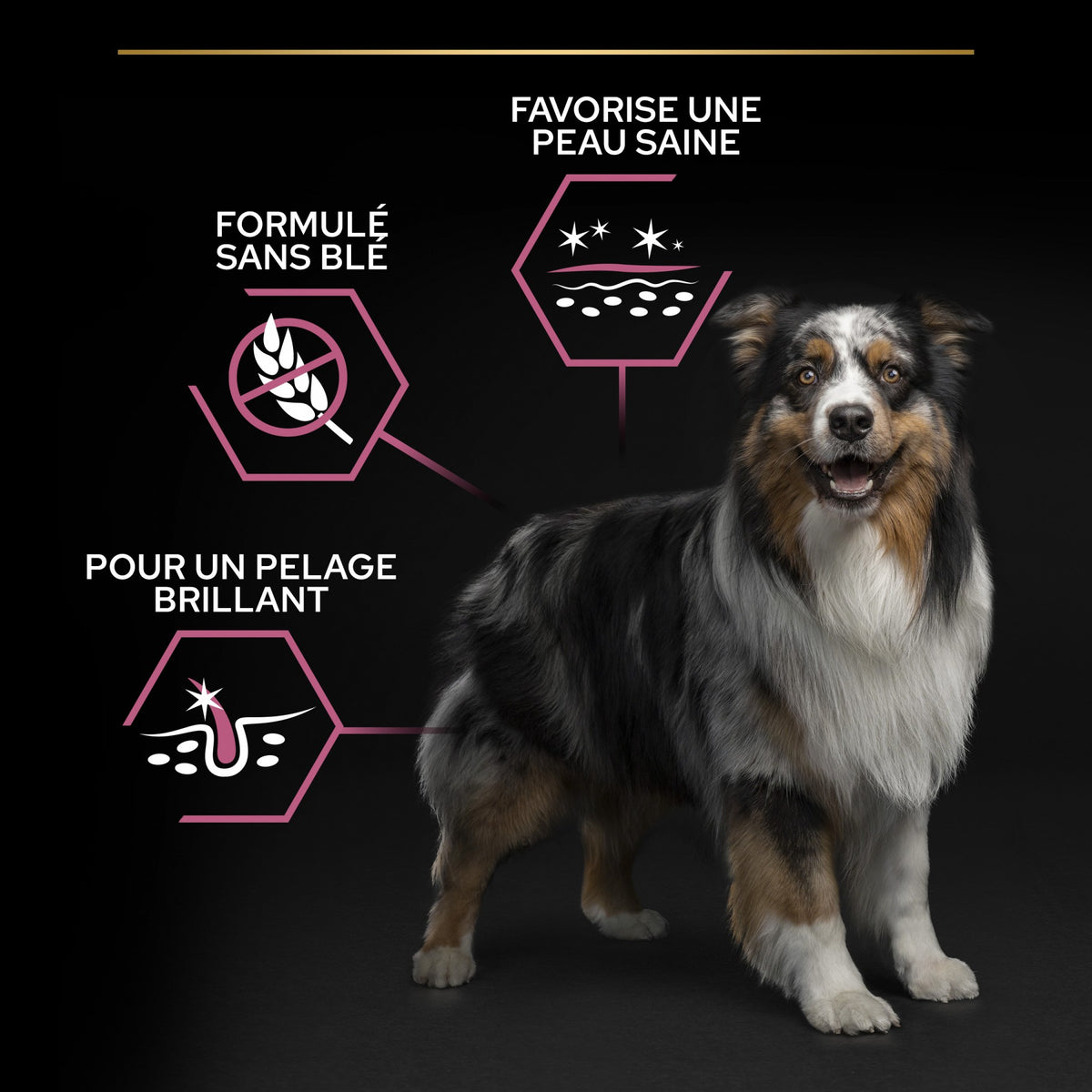 Pro Plan Sensitive Skin Medium & Large Adult au saumon - croquettes chien