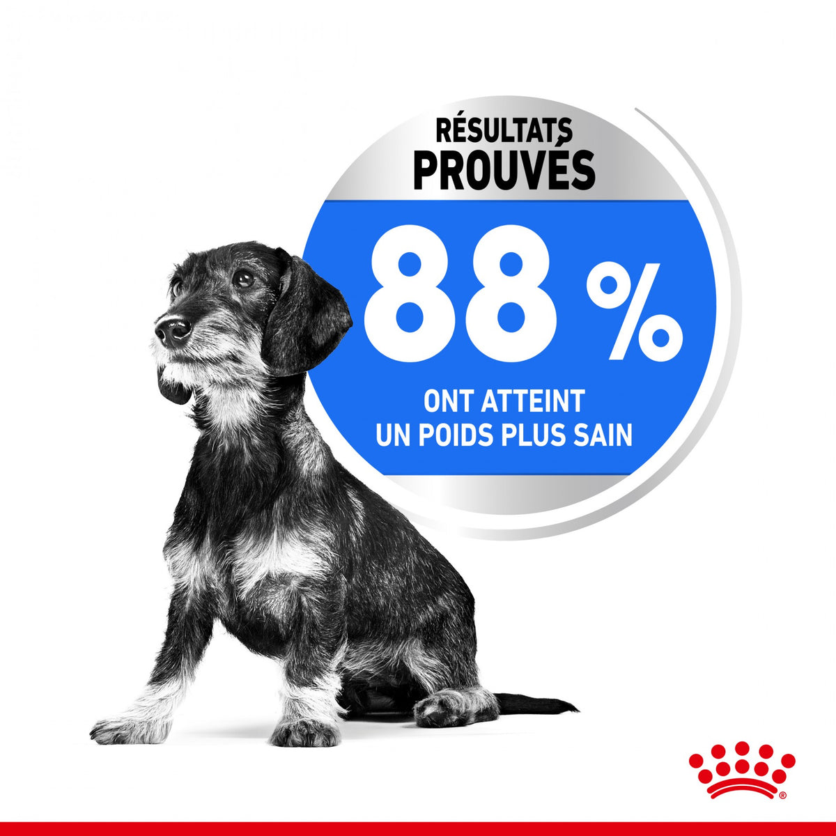 Royal Canin Mini Light Weight Care - Croquettes pour chien