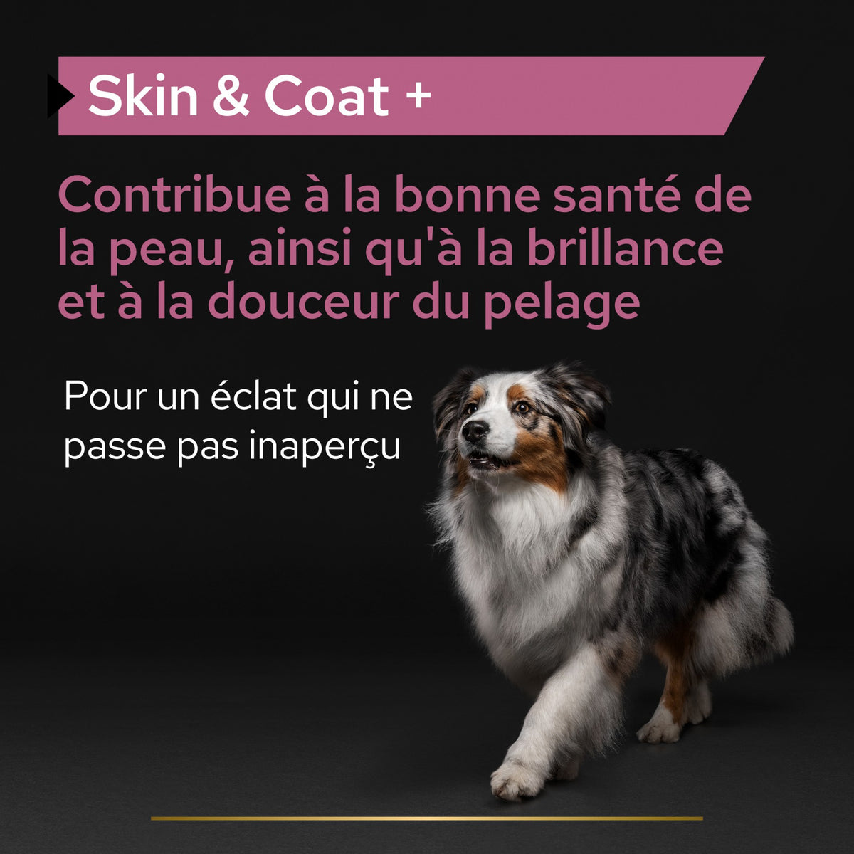 Pro Plan® Skin & Coat+ en huile chien