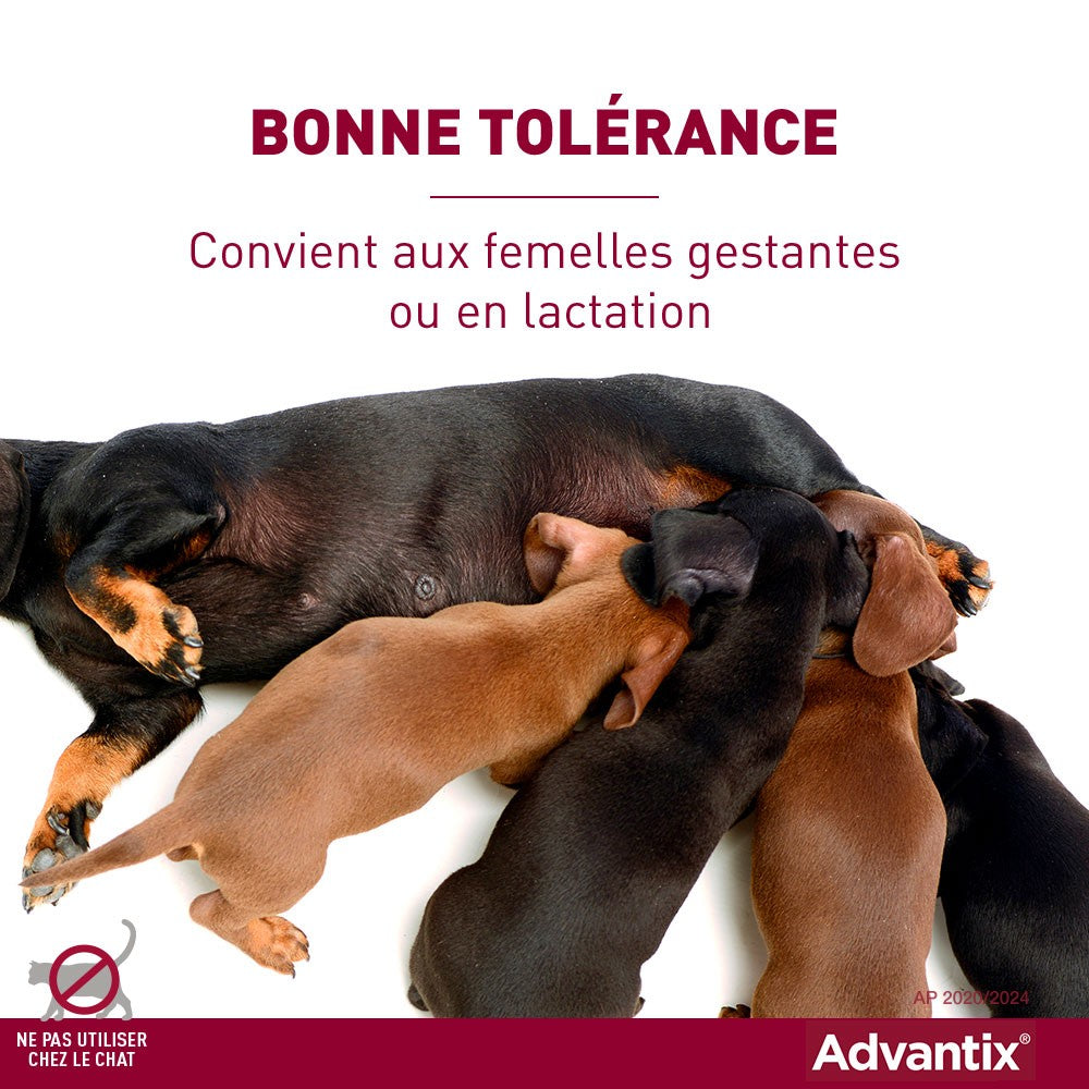 Pipettes Advantix chien