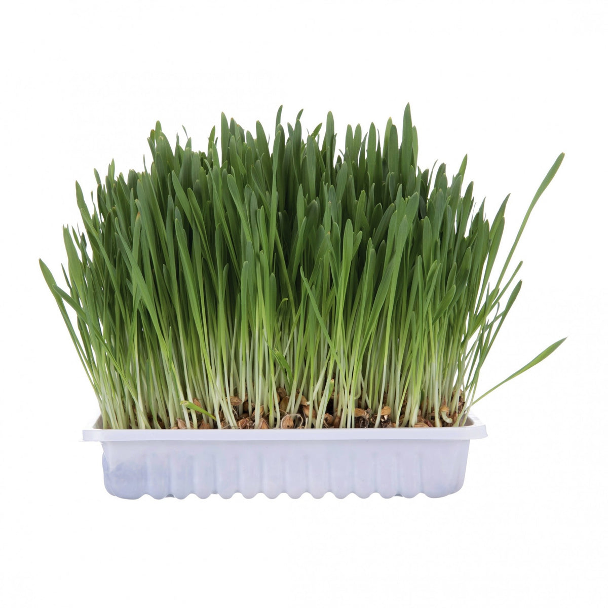 Herbe à chat Trixie 100g