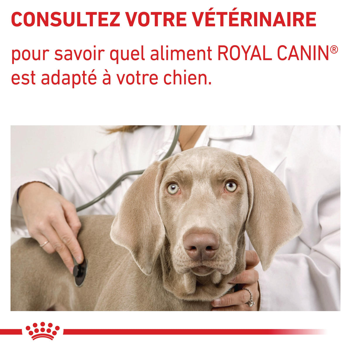 Royal Canin Expert Dog Adult - pâtée chien