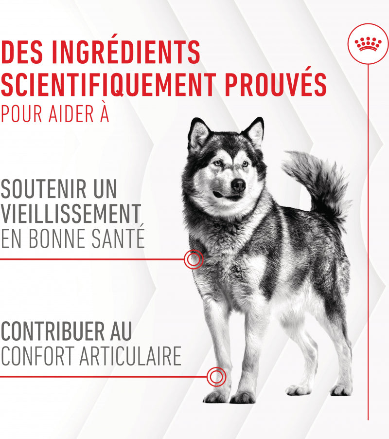 Compléments Royal Canin Joint & Ageing Chews chien