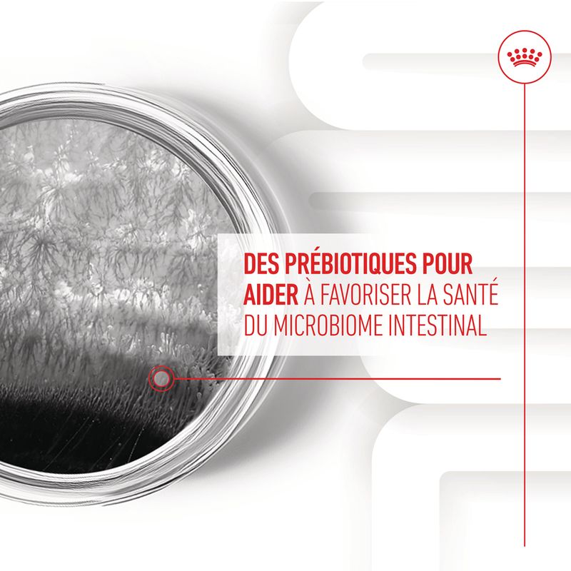 Aliment complémentaire Adult Digestion Chews chien