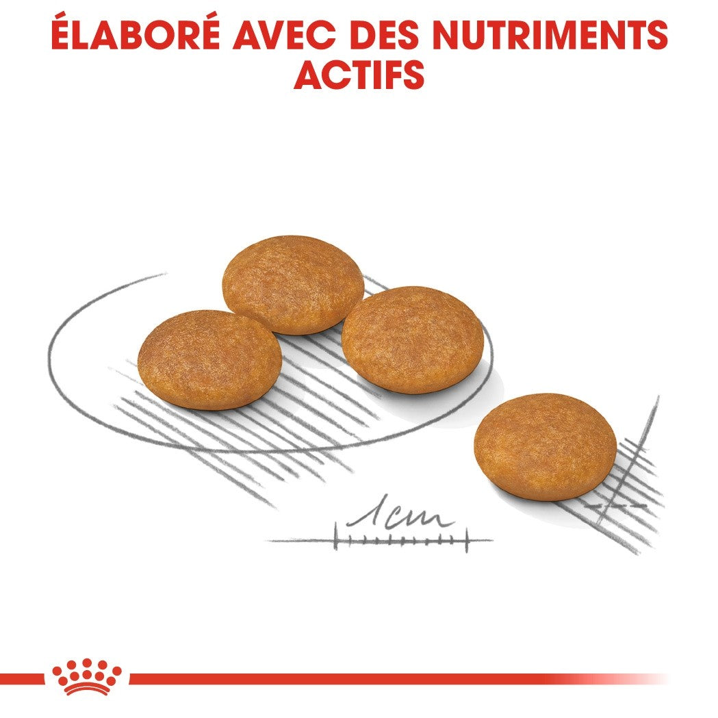 Royal Canin Mini Dermaconfort - Croquettes pour chien
