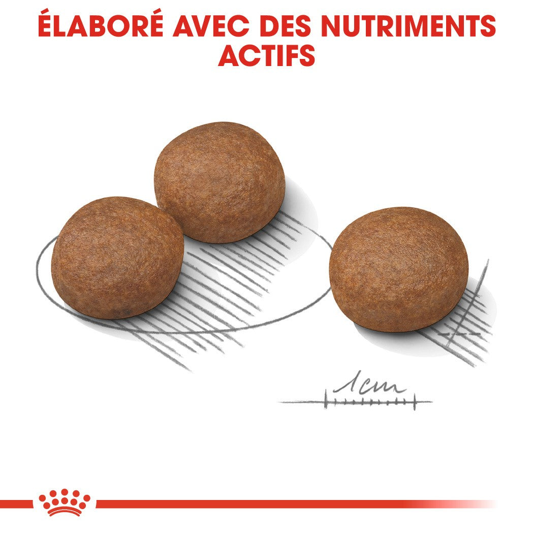Royal Canin Medium Digestive Care - Croquettes pour chien