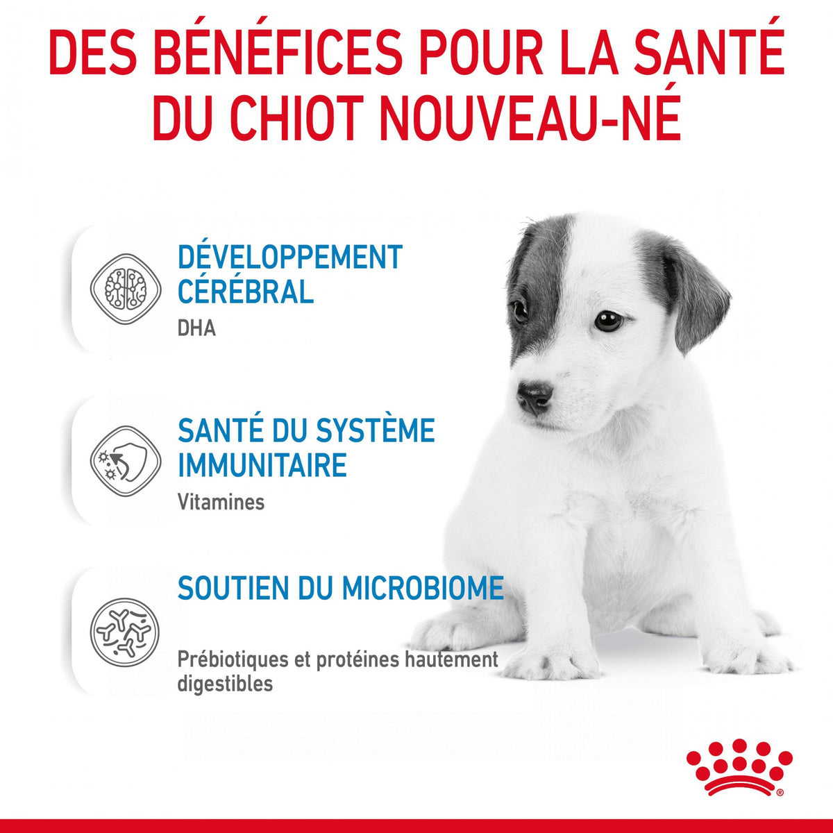 Royal Canin Babydog Milk - lait maternisé pour chiot