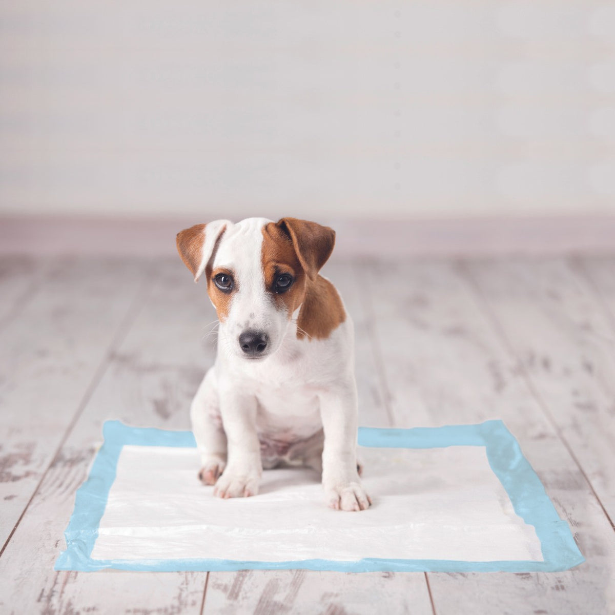 Tapis d’éducation chiot