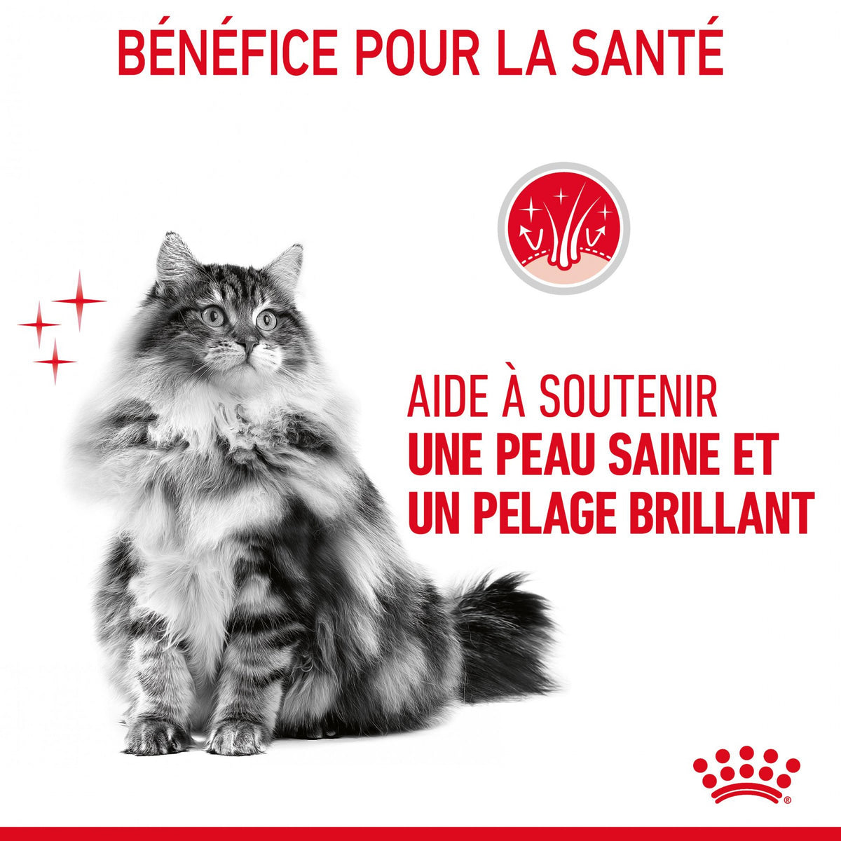 Royal Canin Hair &amp; Skin Care - croquettes chat