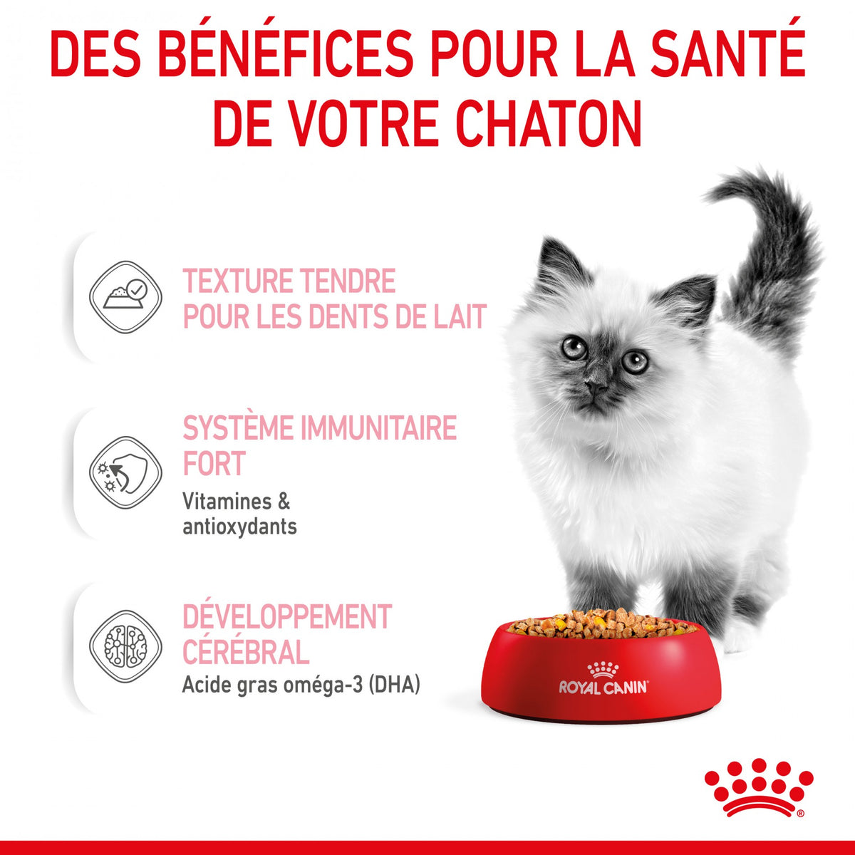 Royal Canin Kitten en gelée - pâtée chaton