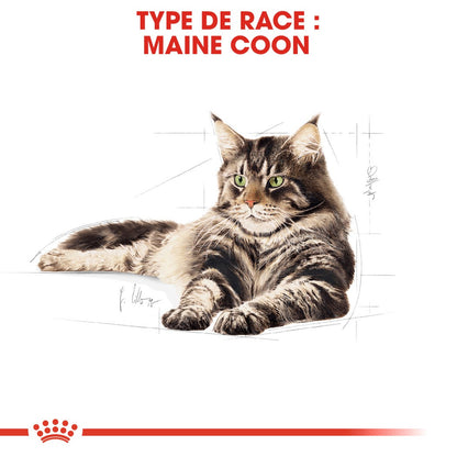 Royal Canin Maine Coon Adult - pâtée chat