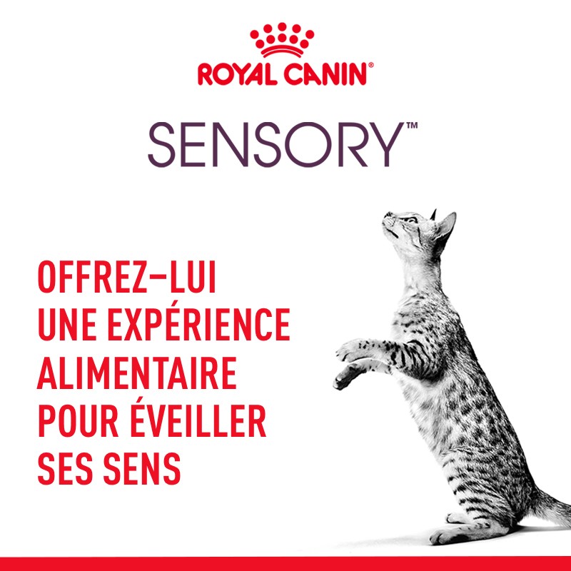 Royal Canin Sensory Taste - pâtée chat