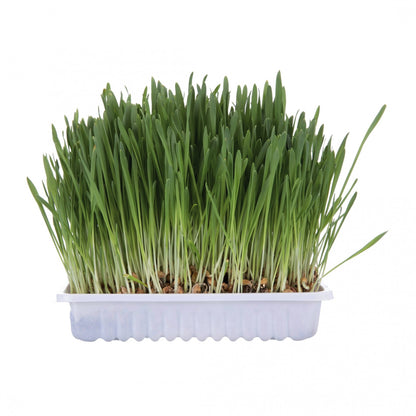 Herbe à chat Trixie 100g