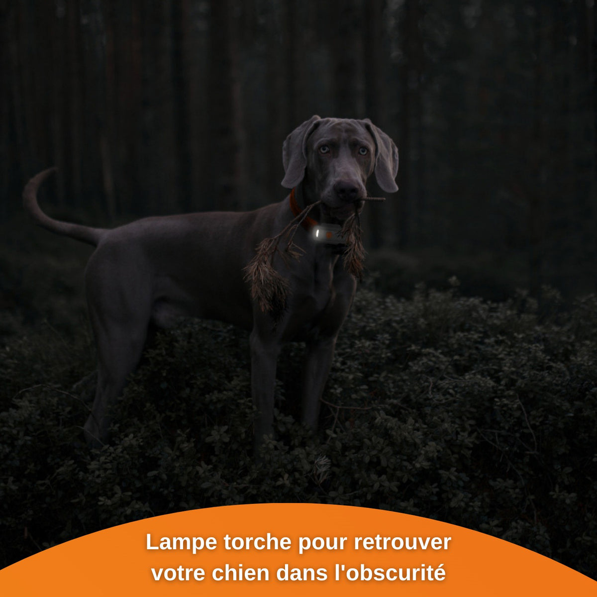 Collier GPS Weenect XS Dogs - Blanc