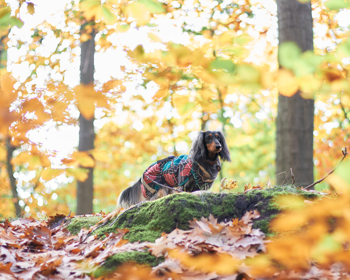 Pomppa Kevyt manteau imperméable pour chien Kartta