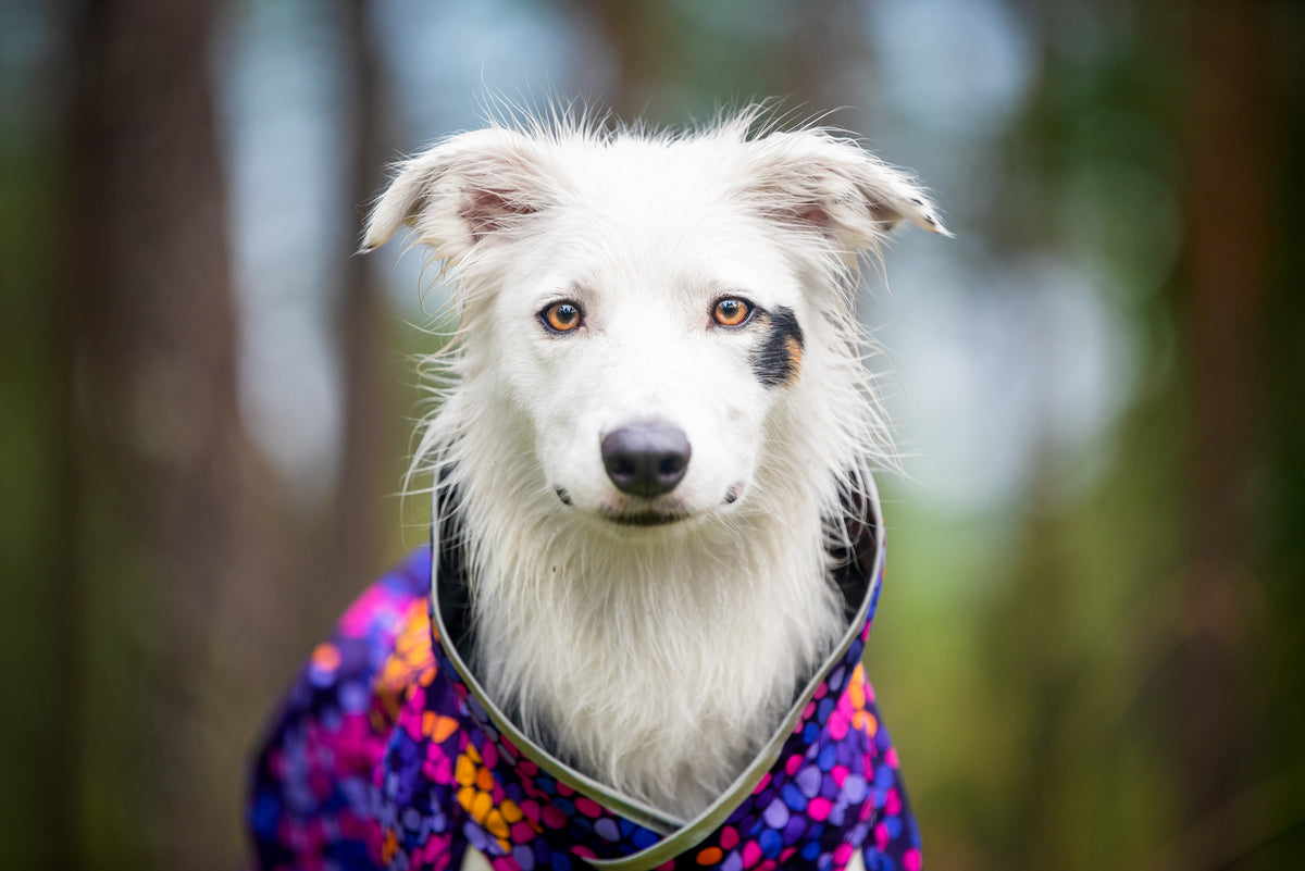 Pomppa Sade manteau imperméable pour chien Cosmos