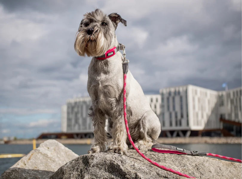 DOG COPENHAGEN - Laisse Urban Rope
