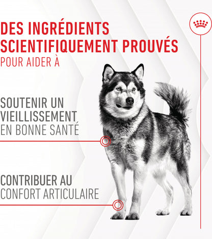 Compléments Royal Canin Joint &amp; Ageing Chews chien