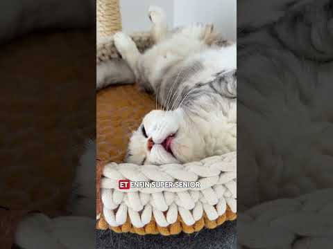 Royal Canin Ageing 15 + - croquettes chat