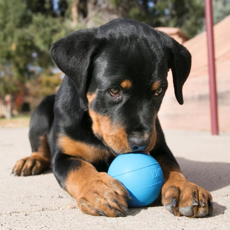 KONG Ball Puppy Coloris aléatoire