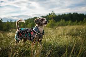 Pomppa Sade manteau imperméable pour chien Kartta